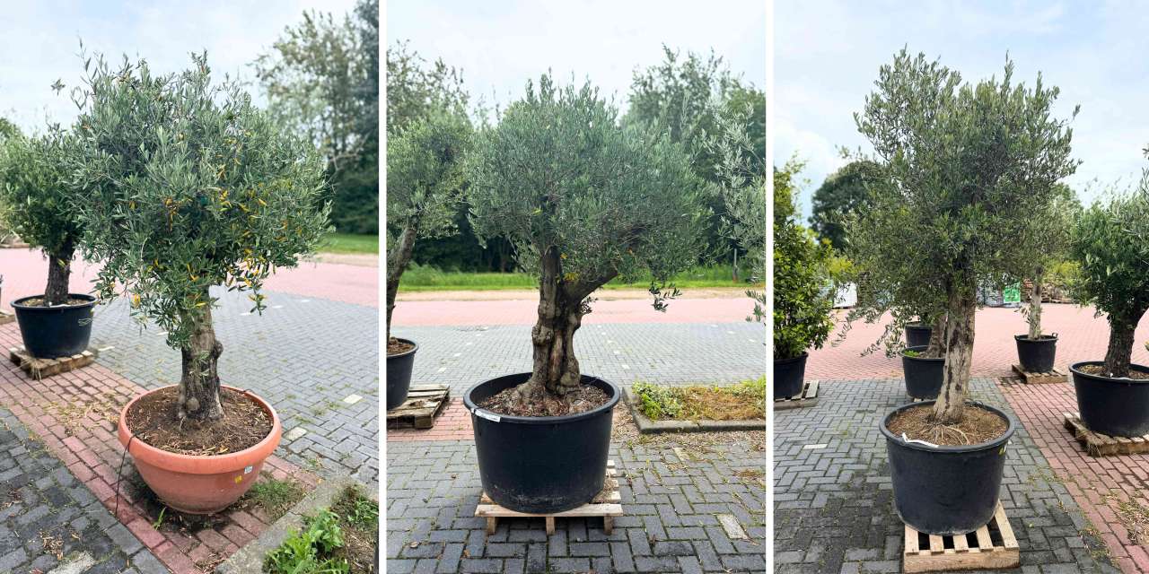 olijfboom kopen