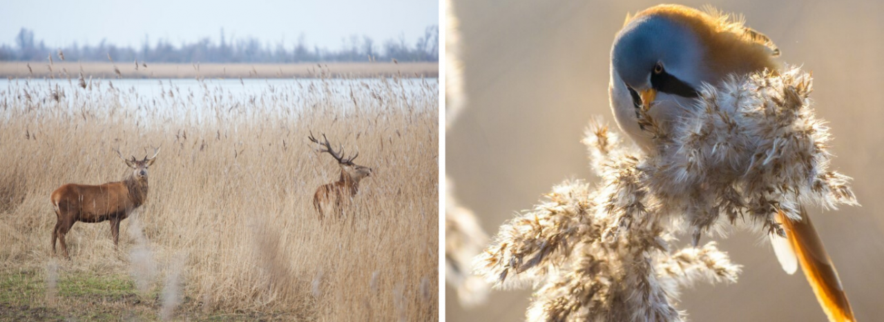 Oostvaardersplassen combineren met een bezoek aan Almeerplant 