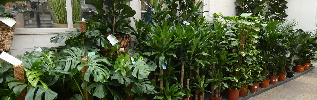 Grote en kleine kamerplanten vind je bij tuincentrum Alméérplant!
