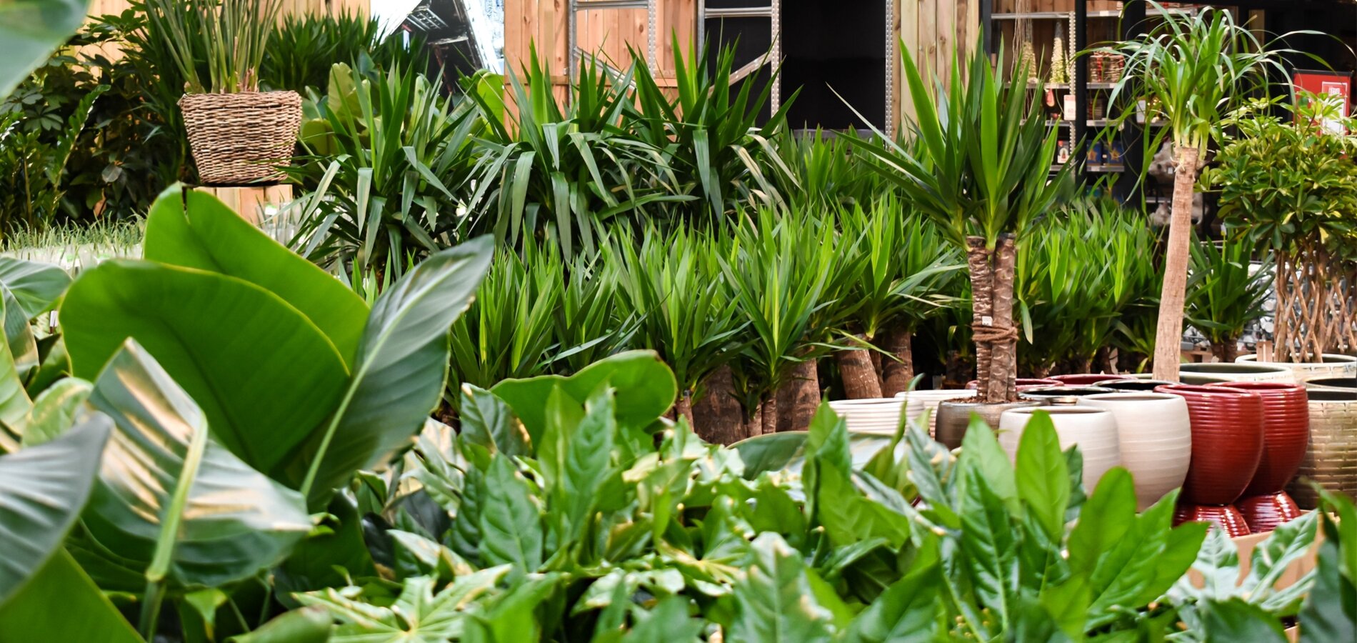 Kamerplanten Online!