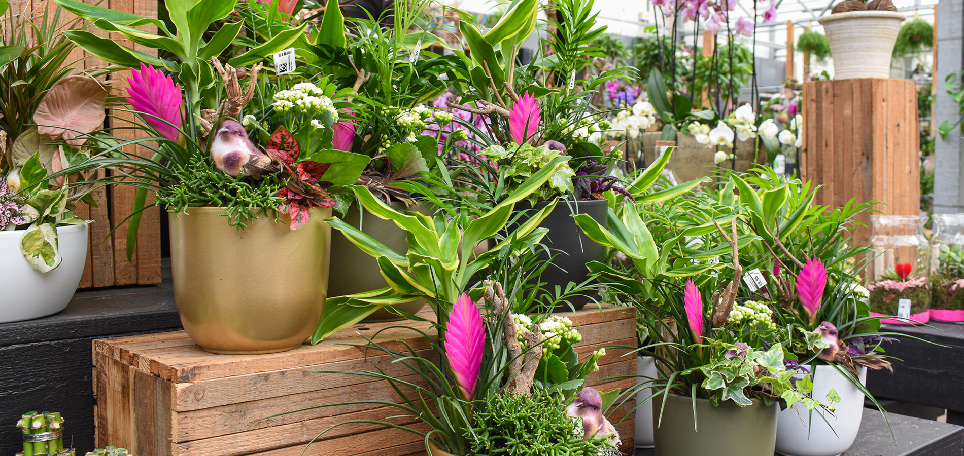 Kamerplanten Online!