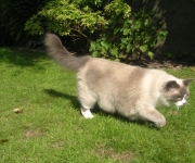 Katten Katten