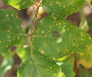 Roest op planten bestrijden