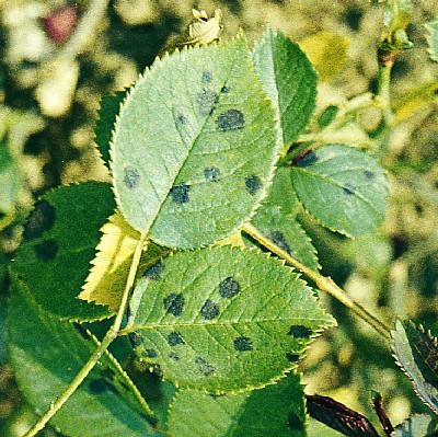 Factuur Dubbelzinnig wonder Sterroetdauw - Tuintips - Tuincentrum Almeer Plant