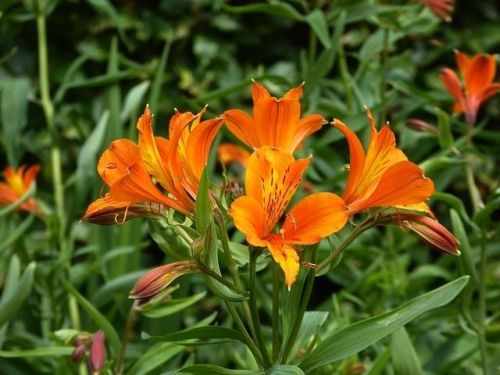 Koninklijke tuinplanten