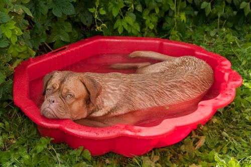 Maak de tuin hitte- en droogtebestendig