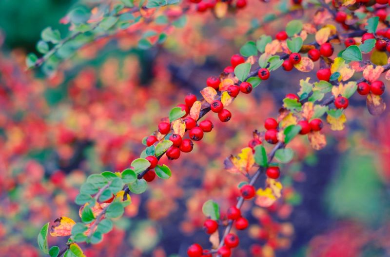 Ophef genade Versnel Struiken en kleine bomen die de herfst kleuren - Tuincentrum Almeer Plant