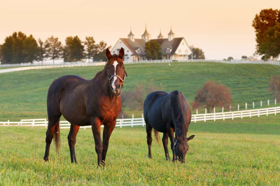 Paarden benodigdheden Almere