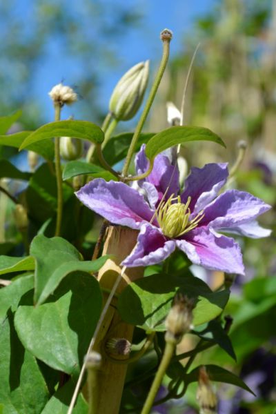 Tuinplanten Fotoalbums Almeer Plant Tuinplanten Fotoalbums Almeer Plant