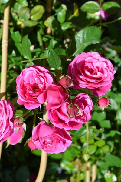 Tuinplanten Fotoalbums Almeer Plant Tuinplanten Fotoalbums Almeer Plant