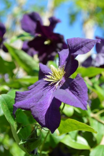 Tuinplanten Fotoalbums Almeer Plant Tuinplanten Fotoalbums Almeer Plant