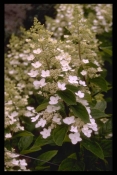 Hydrangeaceae