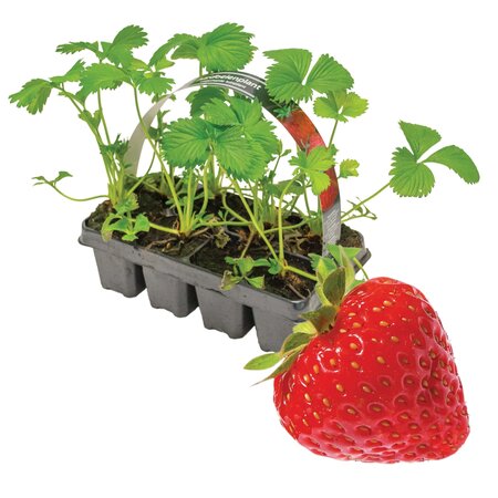 Aardbei sixpack - Fragaria Ostara