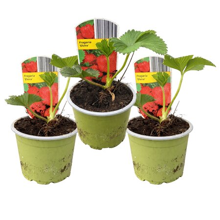 Aardbeiplanten