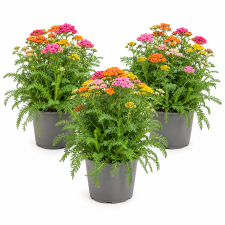 Achillea