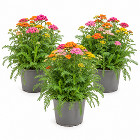 Achillea