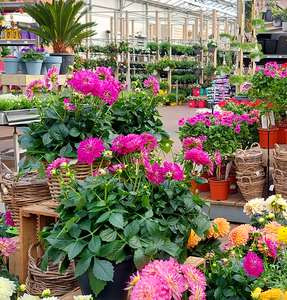 Acties & Aanbiedingen