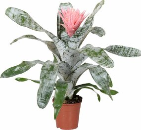 Aechmea fasciata - afbeelding 1