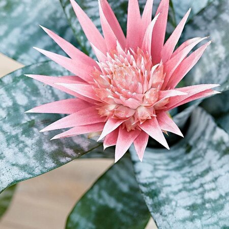 Aechmea fasciata - afbeelding 2
