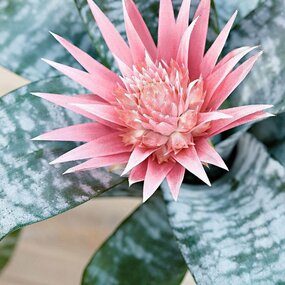 Aechmea fasciata - afbeelding 2