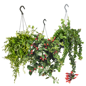 Aeschynanthus, diverse soorten vanaf