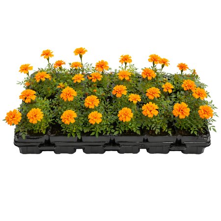 Afrikaantjes, Tray 24 stuks