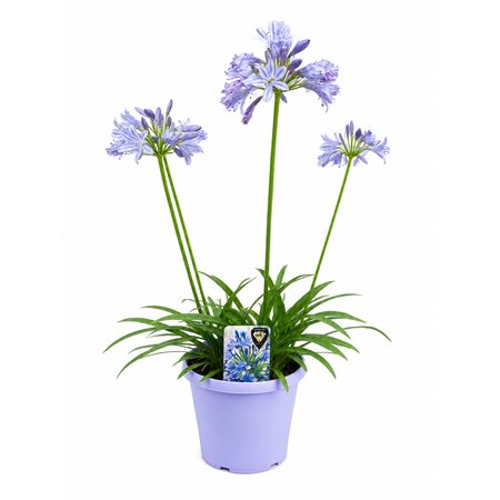 Agapanthus