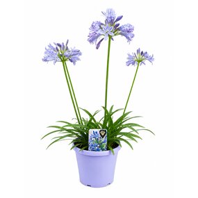 Agapanthus