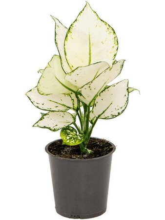 Aglaonema div. Soorten