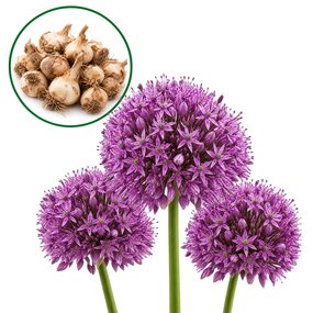 Allium Aflatunense bloembollen (15 stuks)