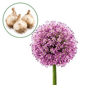 Allium Gladiator bloembollen (3 stuks)