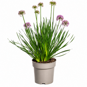 Allium Millenium