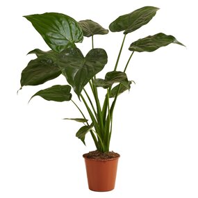 Alocasia Cullata