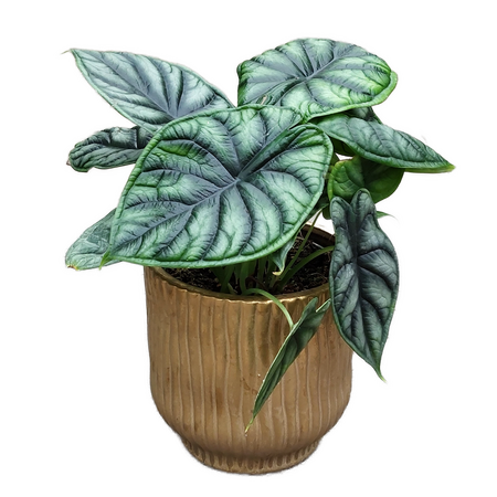 Alocasia dragon scale