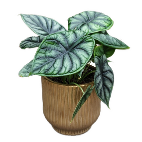 Alocasia dragon scale