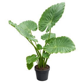 Alocasia Gageanum