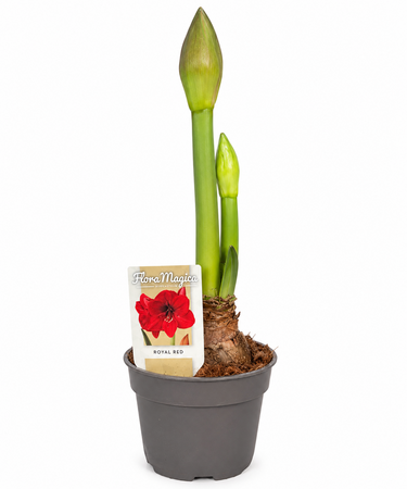 Amaryllis