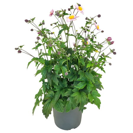 Anemone Hupehensis 'Herftanemoon', vanaf