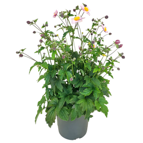 Anemone Hupehensis 'Herftanemoon', vanaf