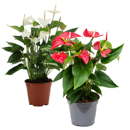 Anthurium, Vanaf - afbeelding 1