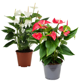 Anthurium, Vanaf - afbeelding 2