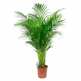 Areca (goudpalm)