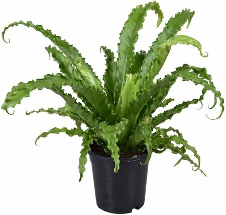 Asplenium Osaka