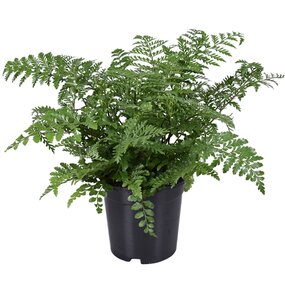 Asplenium Parvati, vanaf