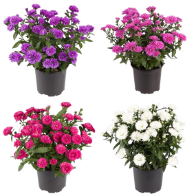 Aster
