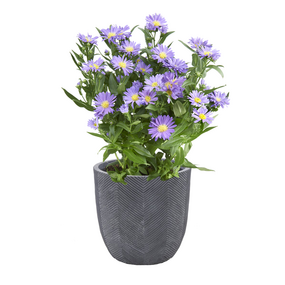 Asters Novi Belgii