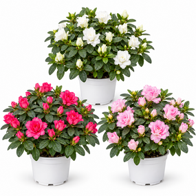 Azalea