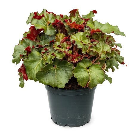 Begonia Rex