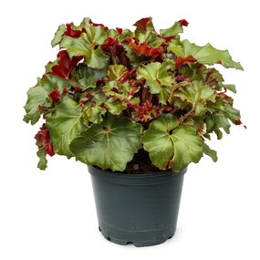 Begonia Rex