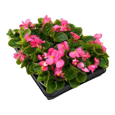 Begonia, tray 12 stuks